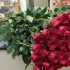 Duge ruže - kao neobična i značajna priča o osjećajima!